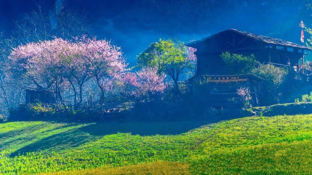 解救金刚鹦鹉
